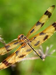 Buy dragonfly wallpaper and get the best deals at the lowest prices on ebay! Dragonfly Old Mobile Cell Phone Smartphone Wallpapers Hd Desktop Backgrounds 240x320 Date Images And Pictures