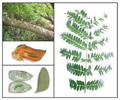 Image result for Caesalpinia sappan