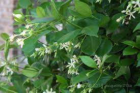 How big does a jasmine plant get? Vines For Growing In Houston Choosing The Right Vine For Your Garden