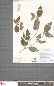 Image result for Thomandersia laurentii