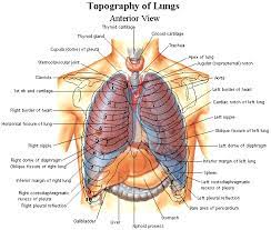 The thoracic cage surrounds and protects the heart and lungs in the thoracic cavity. Normal Lung Anatomy Anatomy Organs Anatomy Images Human Anatomy Picture