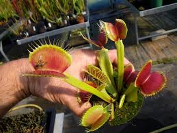 Most tap water and bottled water is high. Dionaea Muscipula B52 Venus Fly Trap Seeds