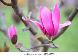 Image result for Magnoliaceae