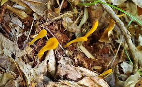 Image result for Microglossa densiflora