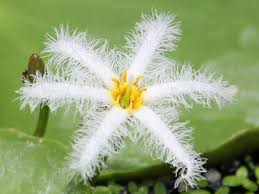 Image result for Nymphoides senegalensis