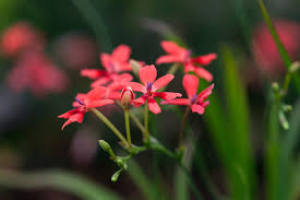 Image result for Iridaceae