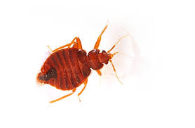 By far, the best solution for bed bugs is to hire a pest control company with experience successfully controlling bed bugs. Top 10 Places You Can Find Bed Bugs In Your Phoenix Home