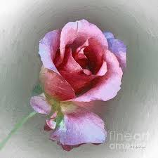 Silk And Satin By Rc Dewinter In 2020 Flower Art Blossoms Art Flower Painting