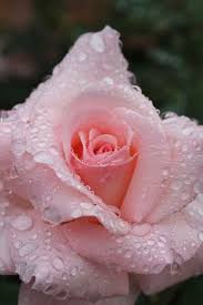 Best price & quality guarantee! Beautiful Light Pink Rose With Water Drops Beautiful Roses Different Types Of Flowers Light Pink Rose