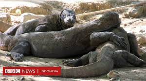 Dalam tubuh biawak air juga ada bakteri bernama mycobacterium. Komodo Antara Menciptakan Wisata Reptil Liar Dan Memisahkan Saudara Sedarah Legenda Putri Najo Bbc News Indonesia