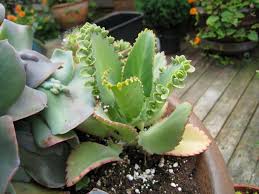 Growing The Mother Of Thousands Effectively Properly Rooted