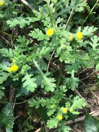 Image result for Grangea maderaspatana