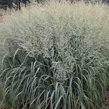 Image result for Panicum graciliflorum