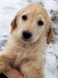 Maybe you would like to learn more about one of these? D O G S R O C H E S T E R N Y Zonealarm Results
