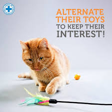 In doing so, we can explain the symptoms of a bored cat so you can recognize them early and start changing their routine to reduce the possibility of boredom. Blue Cross Of India On Twitter Just Like Us Dogs Get Bored With New Stuff After Awhile And This Includes Their Toys Keep Their Interest By Alternating Their Access To Them