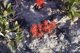 Image result for Combretum paniculatum