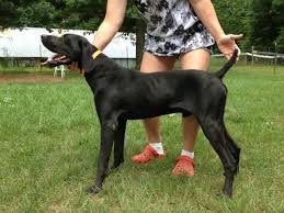 Akc german shorthair pointers, available april 26th. Akc German Shorthair Pointer Pups For Sale In Evart Michigan Classified Americanlisted Com