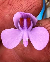 Image result for Utricularia tortilis