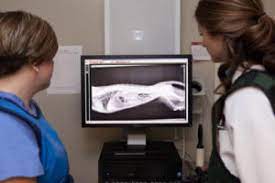 Justanswer.com has been visited by 100k+ users in the past month Bay Area Pet Hospitals 24 Hours Veterinary Hospital In Traverse City Michigan