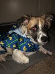 We've been to quite a few veterinarians over the years and pusch ridge pet clinic is by far one of the best clinics we've visited. University Pet Clinic 49 Photos 56 Reviews Veterinarians 1506 N Tucson Blvd Tucson Az Phone Number