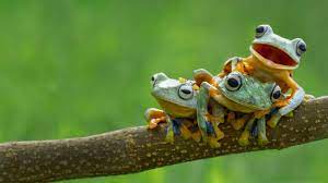 How Many Froggies Are There In Australia Frog Wallpaper Tree Frogs Frog