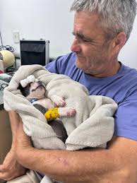 Barney's recovery from broken leg surgery update