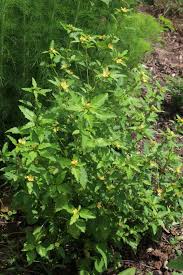 Image result for Malvastrum coromandelianum