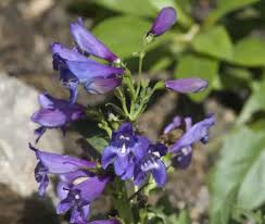 Image result for Pentas schumanniana