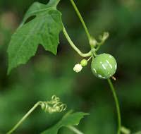 Image result for Diplocyclos