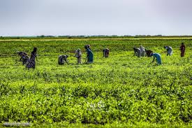 Beautiful Green Fields And Women Farmers Sudan حقول خضراء جميلة و المزارعات By Na Gi Sudan Fields Farmers Photo Original Artwork Artwork