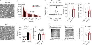 Apr 08, 2014 · tendons under microscope. Shear Stress Sensing By Piezo1 Regulates Tendon Stiffness In Rodents And Influences Jumping Performance In Humans Nature Biomedical Engineering