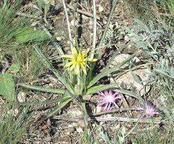 Image result for Pteronia acuminata