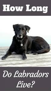 How Long Do Labs Live Average Labrador Lifespan The Oldest