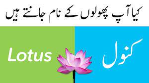 Flower Names In English And Urdu With Pictures Learn English Vocabulary Flower Names Learn English Vocabulary English Vocabulary