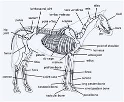 Maybe you would like to learn more about one of these? Basic Horse Anatomy For Equine Owners
