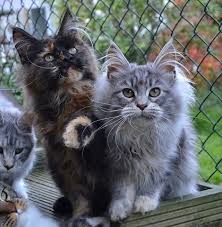 High to low nearest first. Maine Coon Kittens