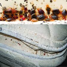 Make sure they follow the procedures. Bed Bugs And Signs Of An Infestation Photos Depiciting A A Typical Download Scientific Diagram