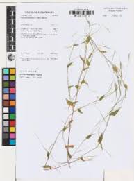 Image result for Arthraxon hispidus