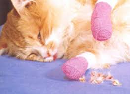 The painful surgery is a last resort for indoor cats who scratch in this article. Why This Vet Hates To Declaw Cats Petmd