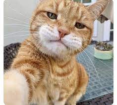 kedi selfi guzel kediler kediler ve yavrulari sevimli kediler