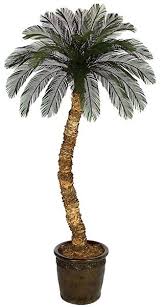 Cycas Palm Tree