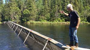 Low-tech but precise, Russian River weir helps technicians count thousands  of Alaska salmon one by one - Anchorage Daily News