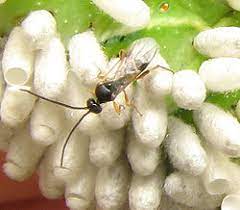 It does not present risks for. Biological Pest Control Wikipedia