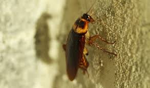 Unfortunately, every complaint or symptom of cancer can be explained by a harmless condition as well. Dreams About Cockroaches Interpretation And Meaning