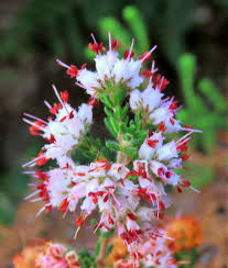 Image result for Erica pleiotricha