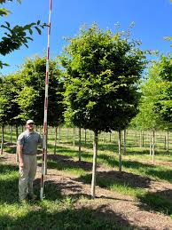 Image result for Pearsonia cajanifolia