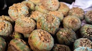 Mescaline Myths Effects Risks And How To Get Help