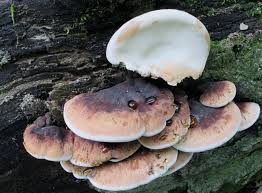 Image result for Ischnoderma resinosum