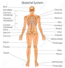 Medical Education Chart Of Biology For Skeletal System Diagram