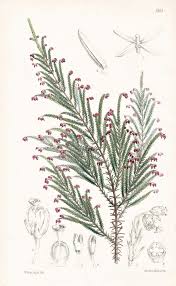 Image result for Ericinella